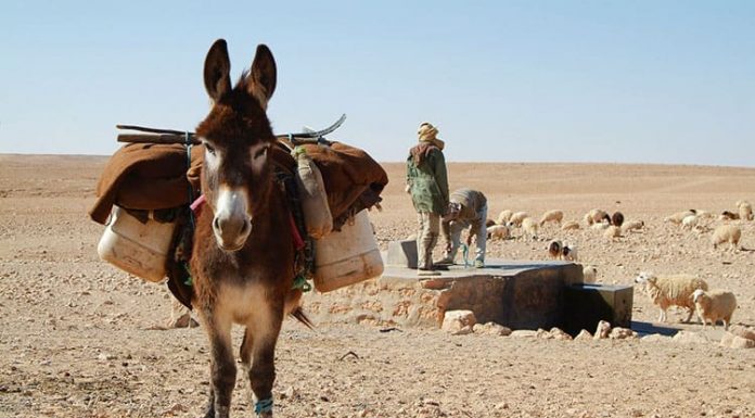El burro de las reliquias Burro