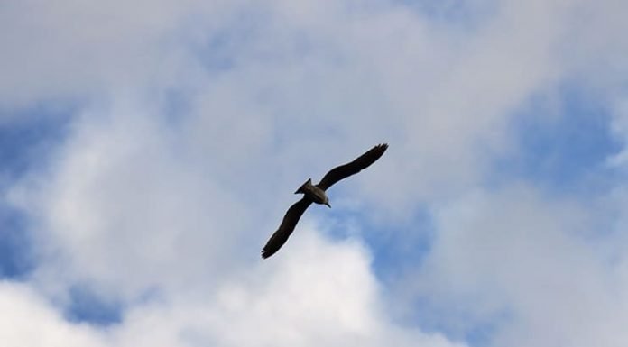 Verdad y libertad Gaviota