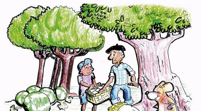 Cayó una bellota y me dio en la nariz Bellota. Ilustración: Juan Francisco Miral