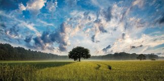 Diálogo intergeneracional El árbol