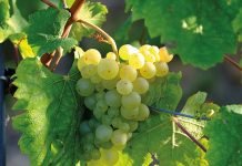 La muerte ha sido vencida Racimo de uvas en una vid.