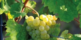La muerte ha sido vencida Racimo de uvas en una vid.