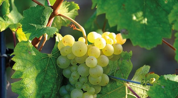 La muerte ha sido vencida Racimo de uvas en una vid.