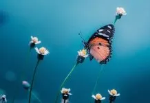 La belleza, un camino para llegar a Dios Mariposa sobre una flor como símbolo de la belleza natural que conduce a lo trascendente