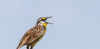 Canto la verdad de lo que soy Pájaro cantando en la naturaleza, símbolo de la necesidad de cantar la fe desde lo más profundo de uno mismo.