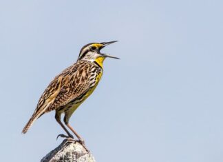 Canto la verdad de lo que soy Pájaro cantando en la naturaleza, símbolo de la necesidad de cantar la fe desde lo más profundo de uno mismo.