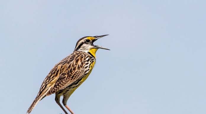 Canto la verdad de lo que soy Pájaro cantando en la naturaleza, símbolo de la necesidad de cantar la fe desde lo más profundo de uno mismo.